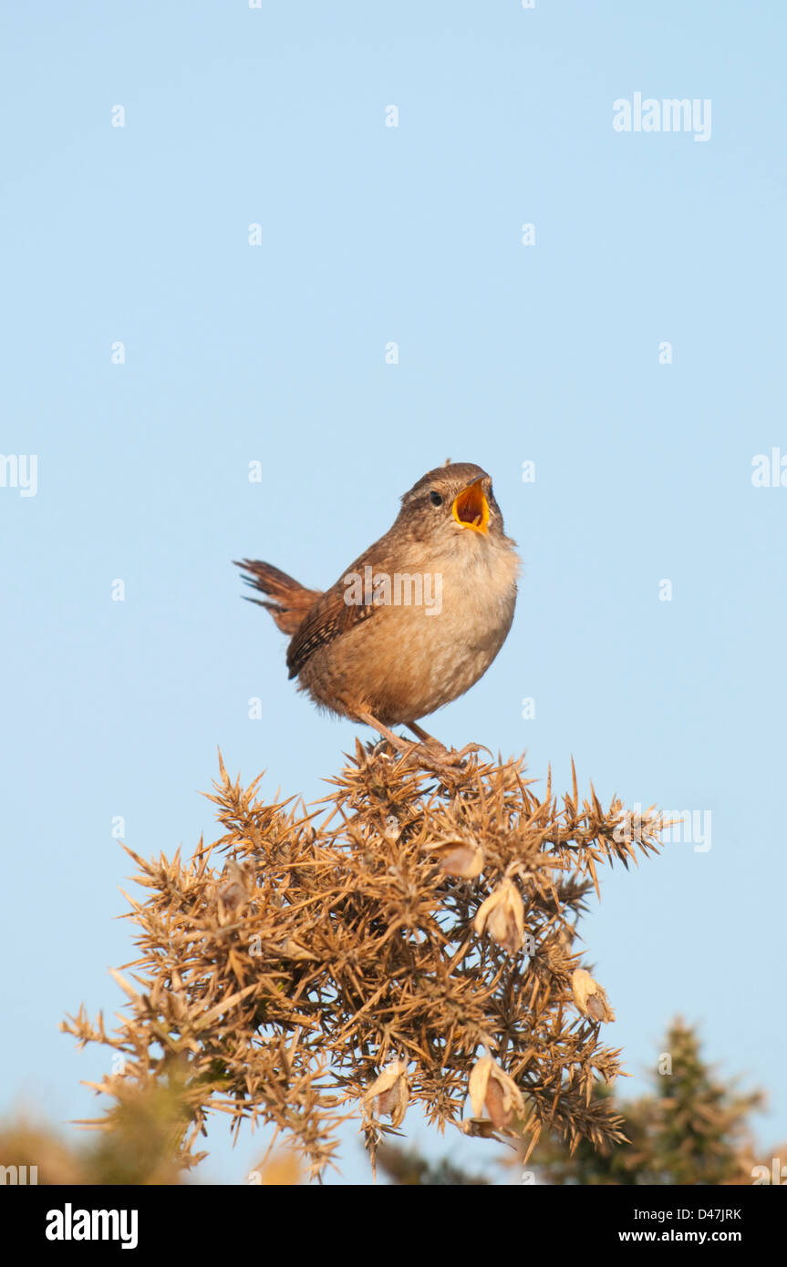 A wren perched on a gorse bush sings loudly while facing the morning sun. Dungeness RSPB, Kent, UK Stock Photo