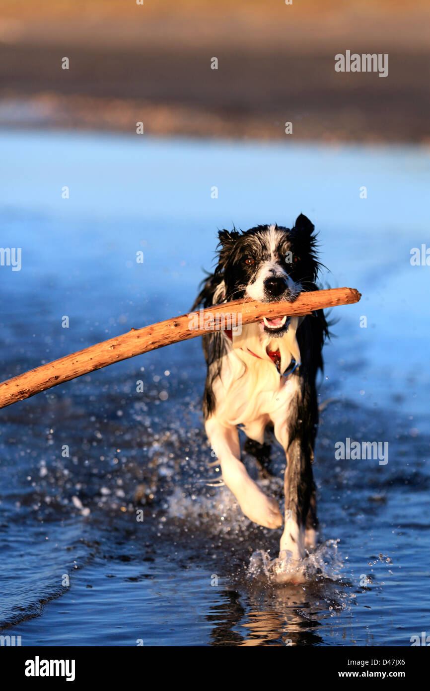 Young border collie dog fetching stick on beach Stock Photo