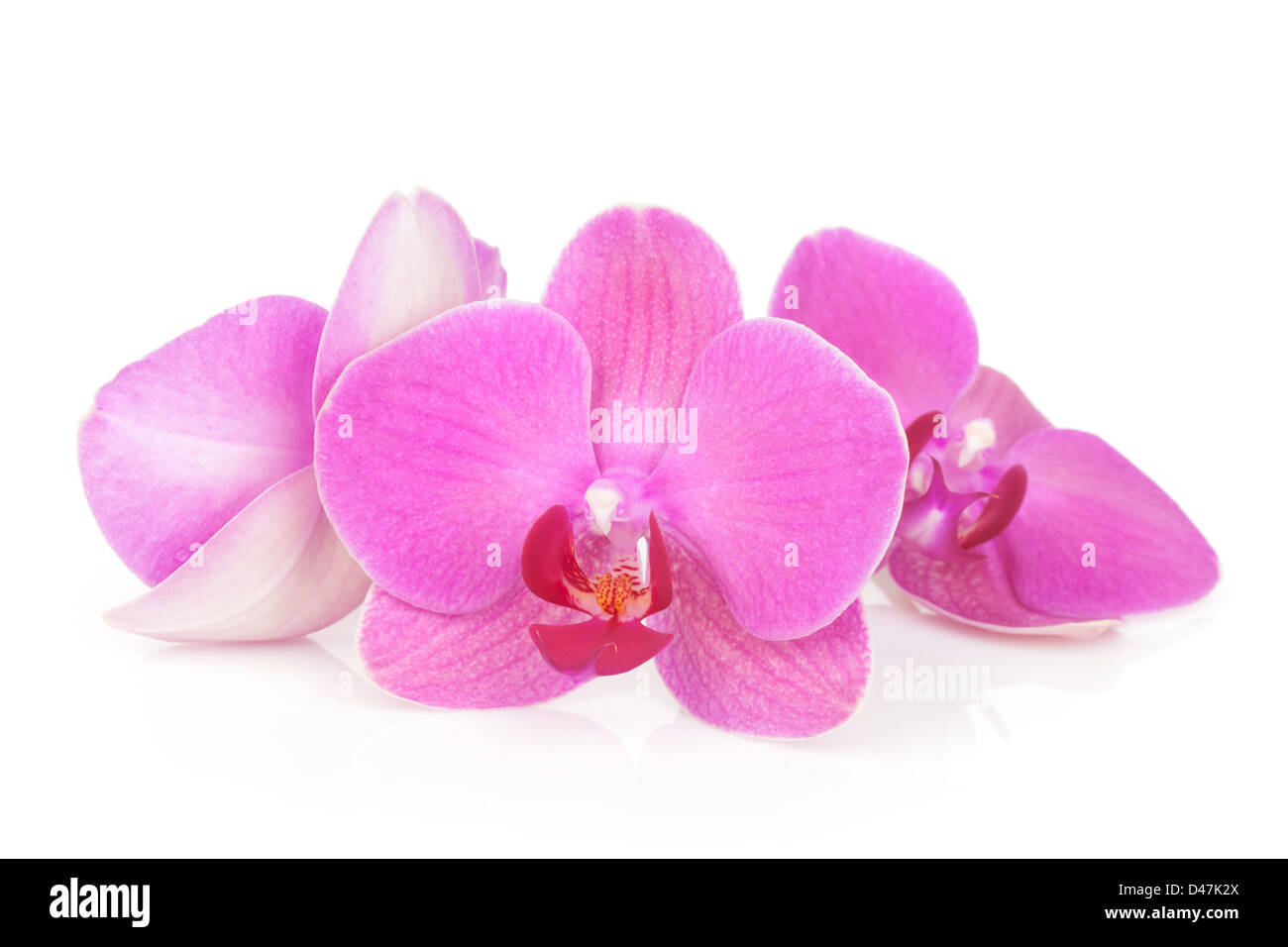 Three pink orchid flowers. Isolated on white background Stock Photo - Alamy
