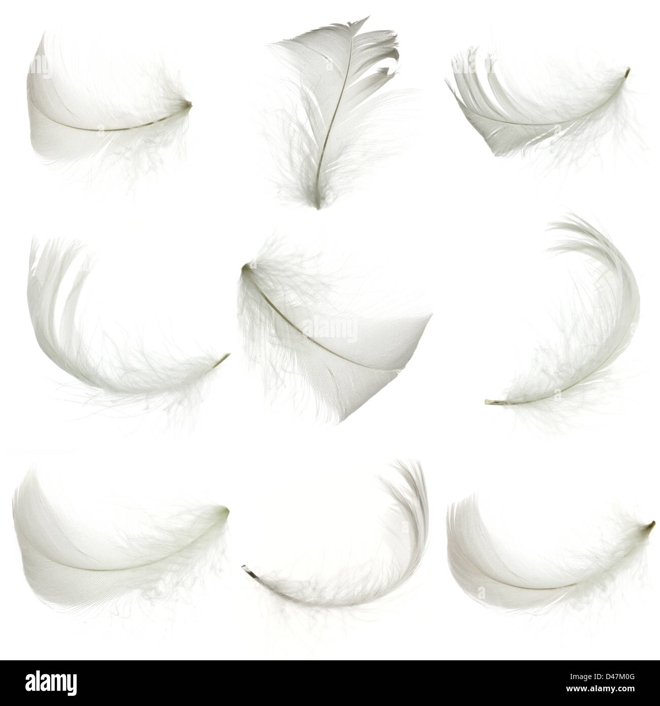 Set of white feather, isolated Stock Photo - Alamy
