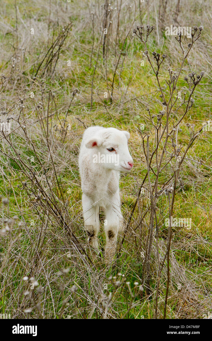 A newborn lamb Stock Photo Alamy