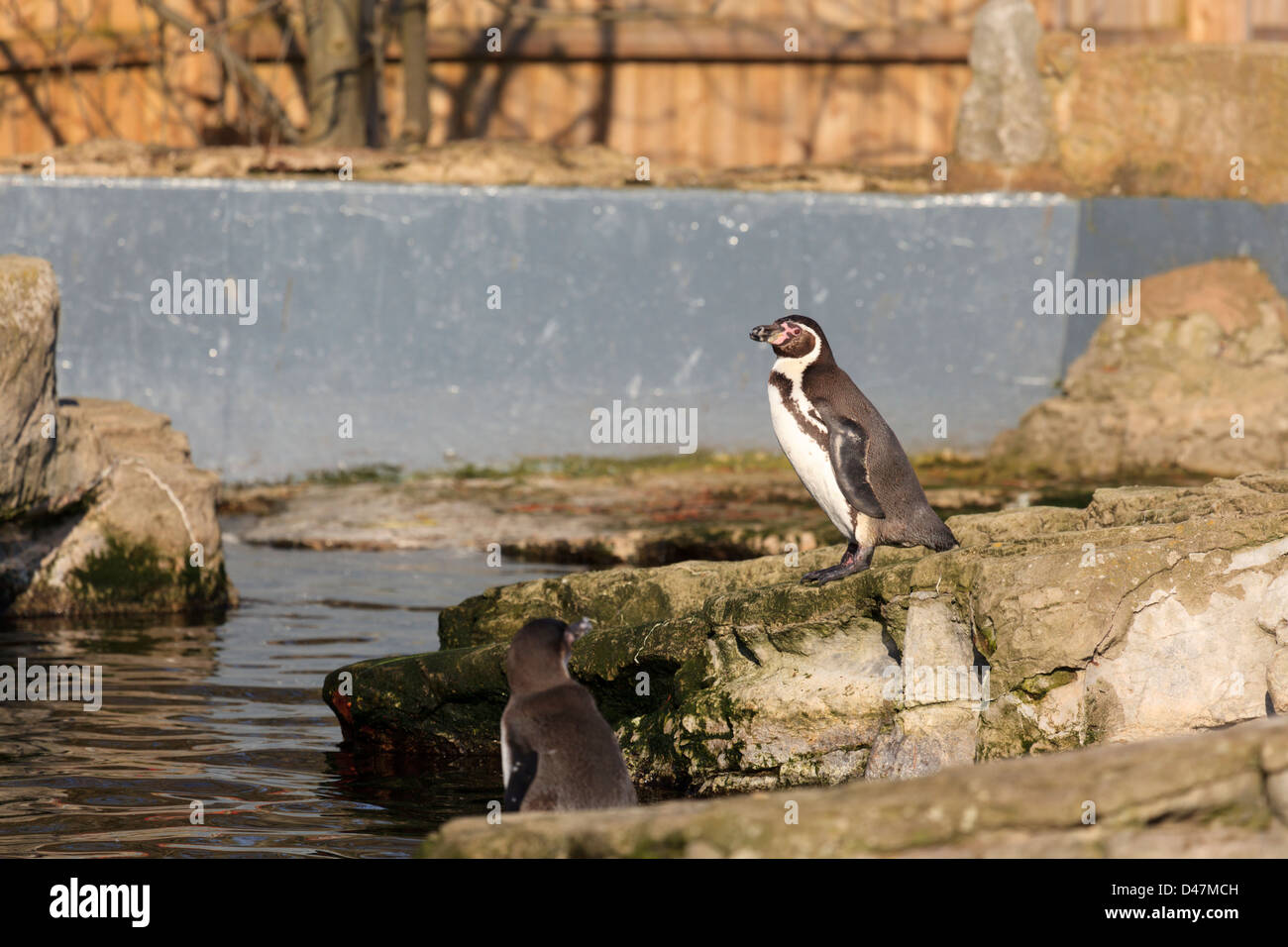 Penguins at Chester Zoo Stock Photo Alamy