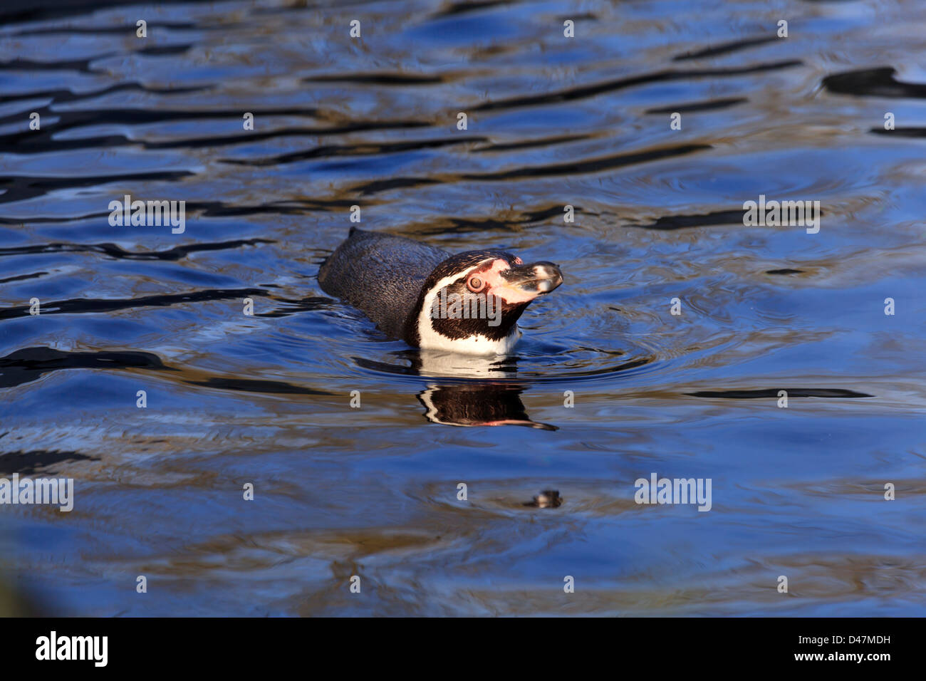 Penguins at Chester Zoo Stock Photo Alamy