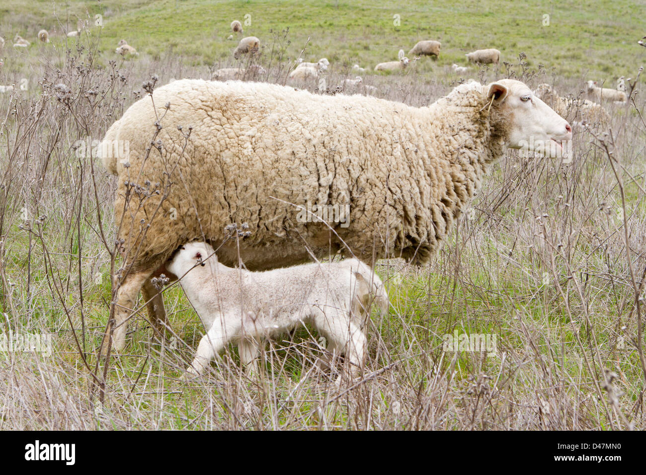 Newborn lamb in a field Stock Photo - Alamy