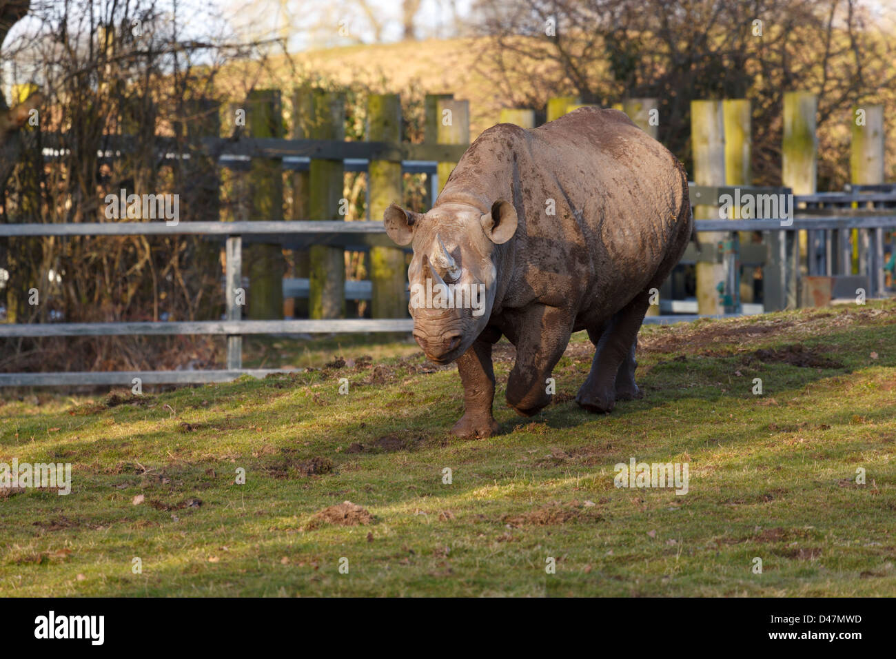 Chester Zoo Hi res Stock Photography And Images Alamy chester-zoo-hi-res-stock-photography-and-images-alamy