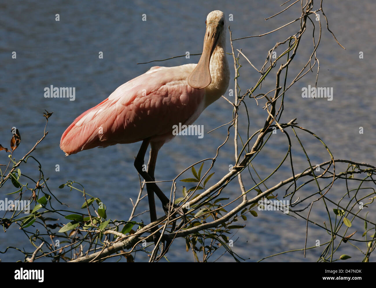 Spoonbill on branch hi-res stock photography and images - Alamy
