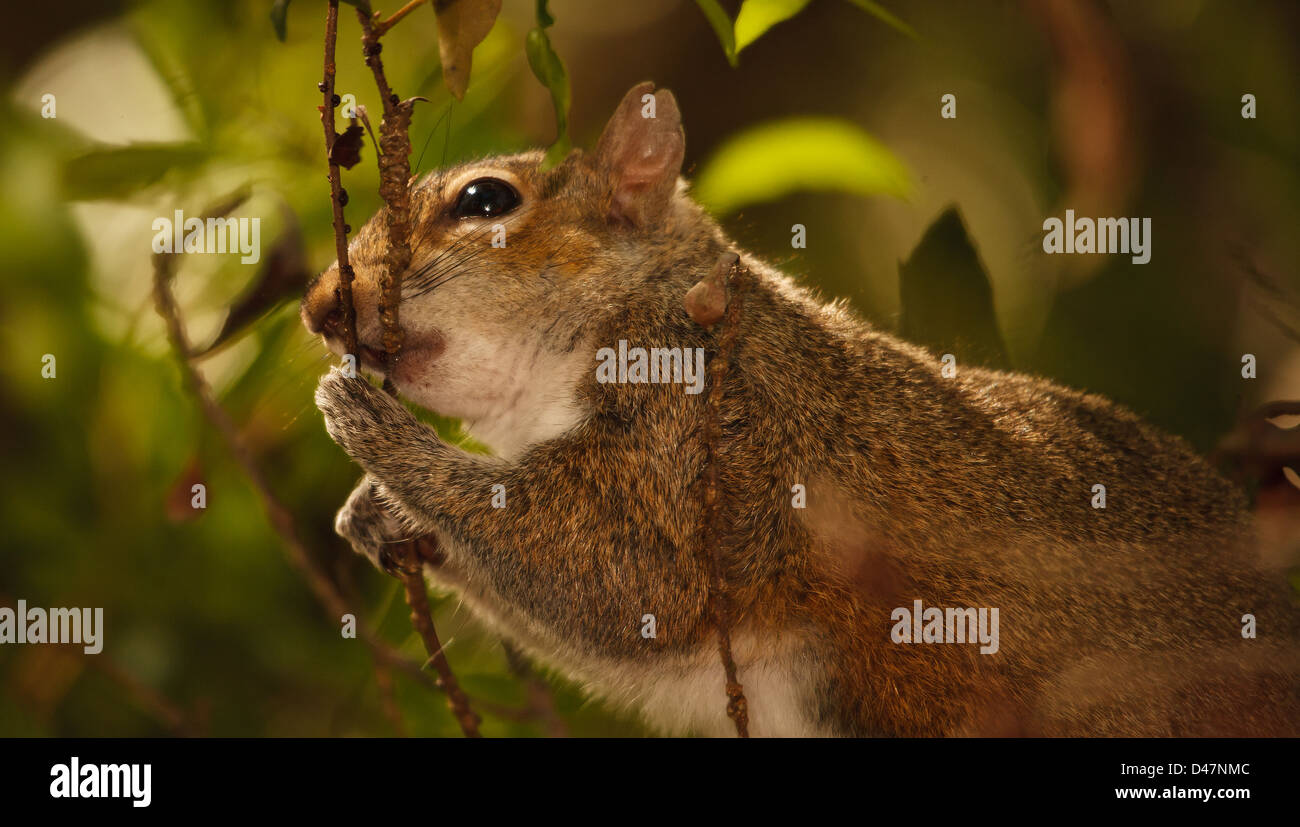 SQUIRREL CHEWING BRANCH Stock Photo Alamy