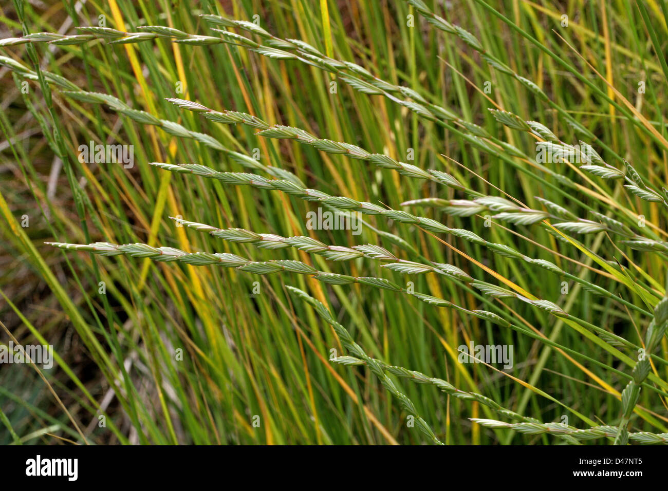 Big Sand Grass, Prairie Sand Reed, Prairie Sand Reedgrass, Prairie Sandreed, Sand Reedgrass, Calamovilfa longifolia, Poaceae. Stock Photo