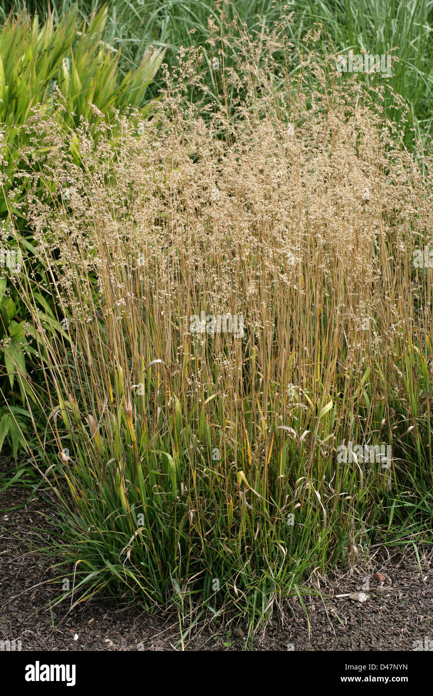 Common Quaking Grass, Brizia media, Poaceae. Europe. Stock Photo