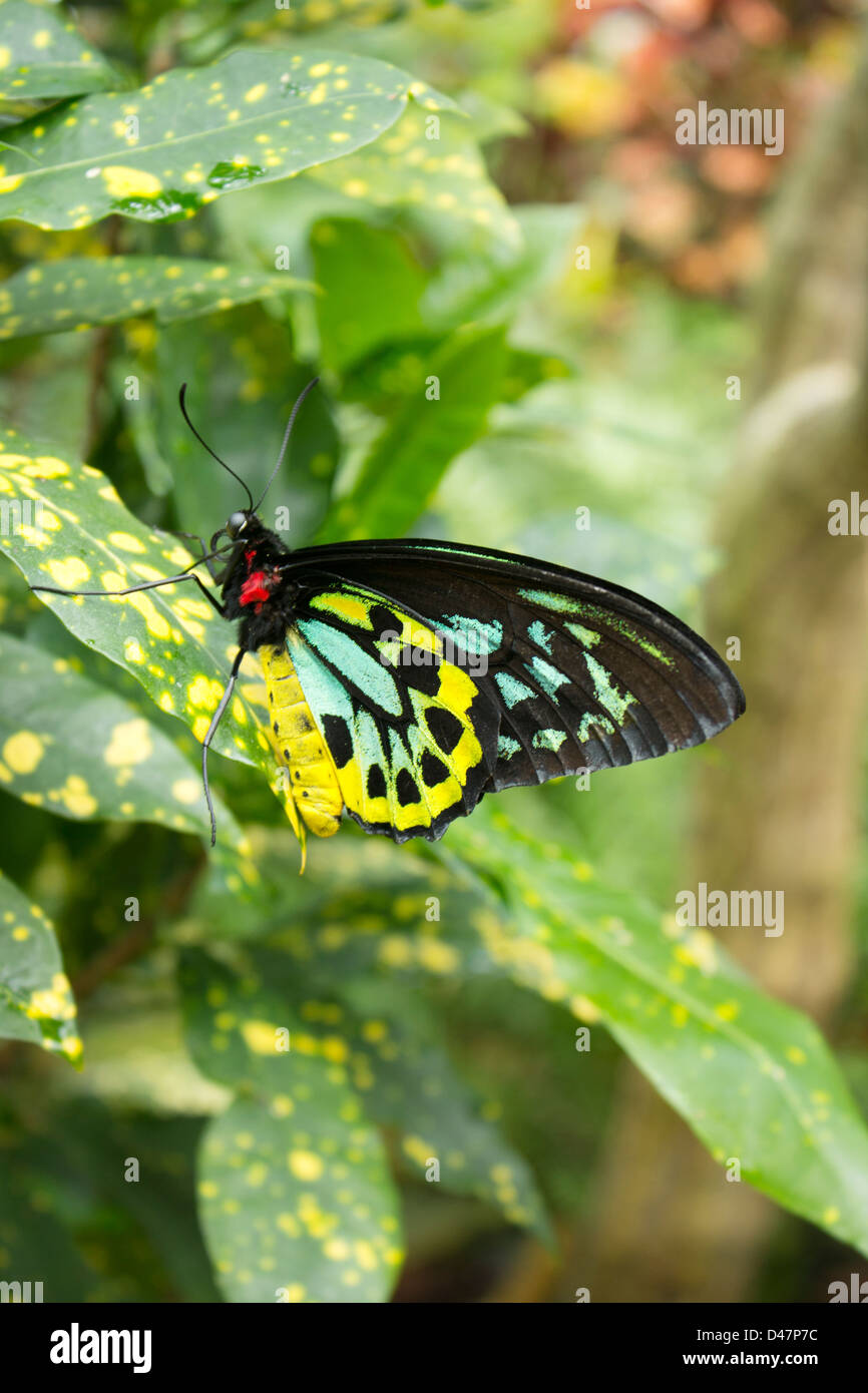 Bright butterfly resting on variegated foliage Stock Photo - Alamy