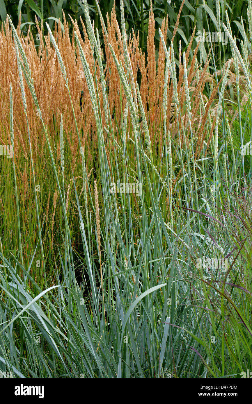 Sea Lyme Grass or Lyme Grass, Leymus arenarius, Poaceae. Native to Atlantic, Central and Northern Europe and the coldest shores. Stock Photo