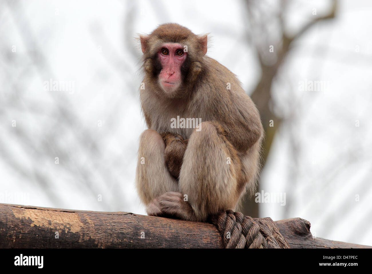 A japanese macaque is looking thoughtful, sitting on a log Stock Photo