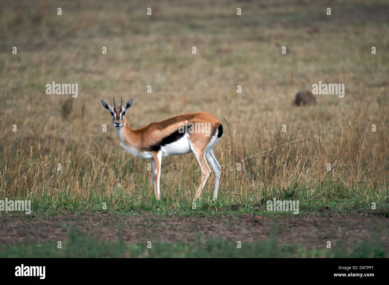 Thompson's Gazelle, (Eudorcas thomsonii), Masai Mara, Kenya Stock Photo ...