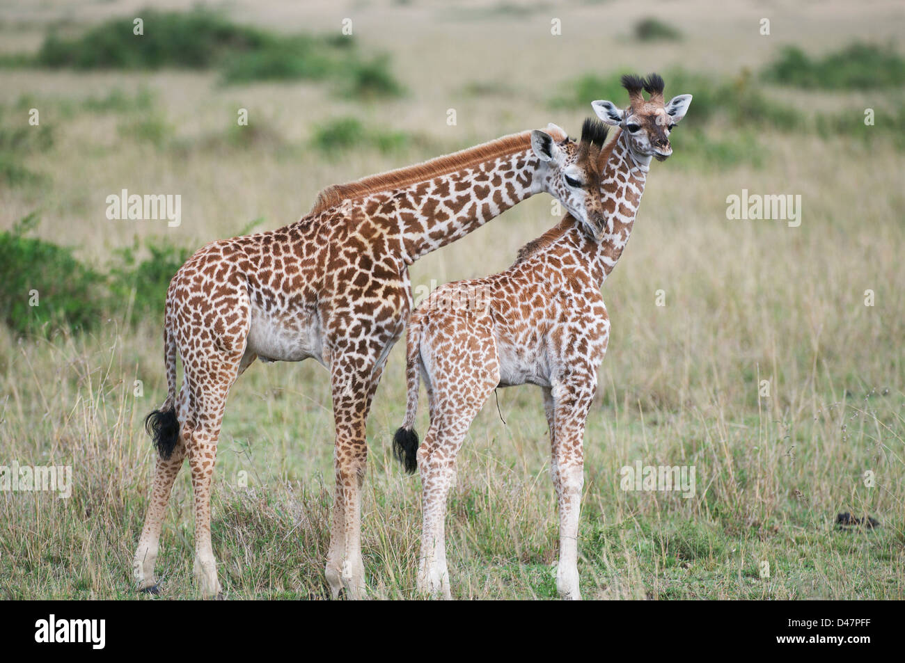 Juvenile giraffe on the Masai Mara grasslands, Kenya Stock Photo