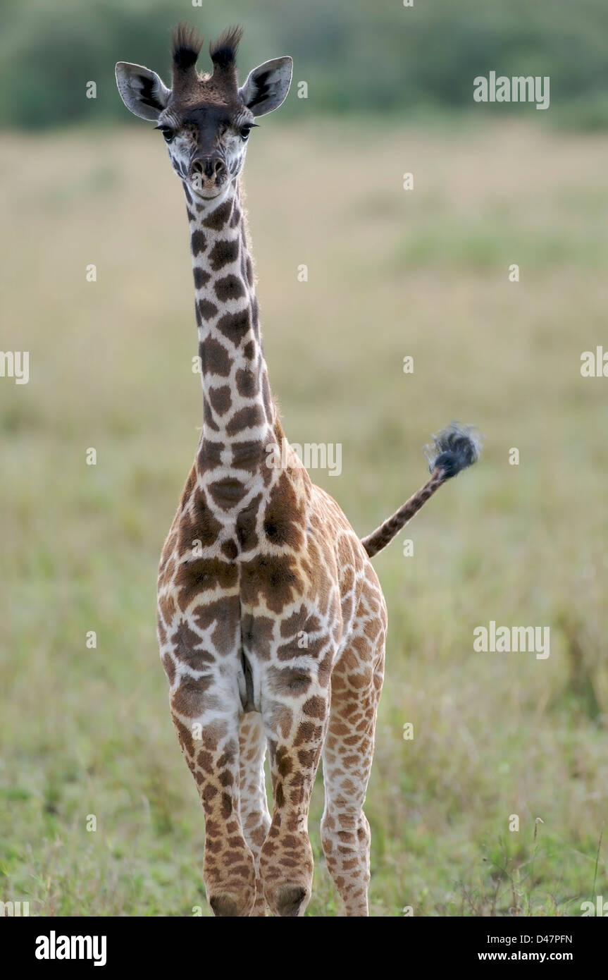 Juvenile giraffe on the Masai Mara grasslands, Kenya Stock Photo