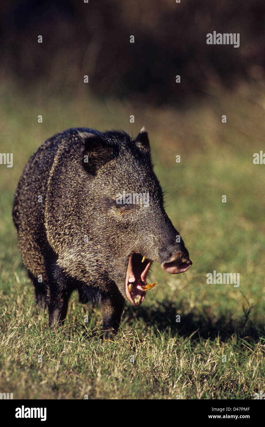 Peccary tusks hires stock photography and images Alamy