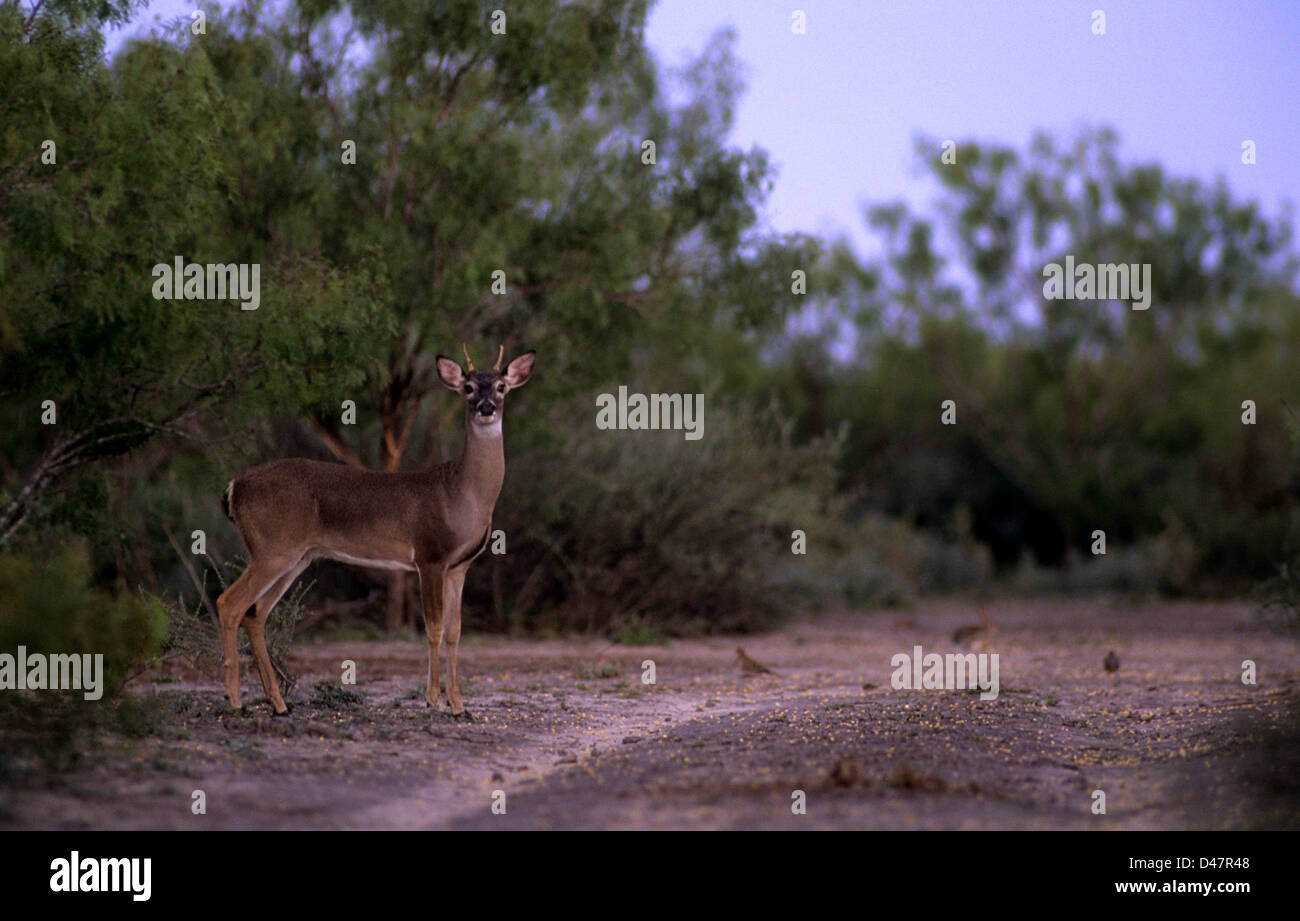 Young spike whitetail buck deer (Odocoileus virginianus) eating corn spread on the ground Stock Photo