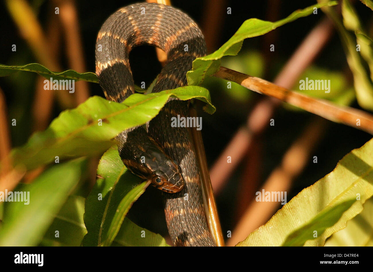 YOUNG WATERSNAKE IN SUN Stock Photo