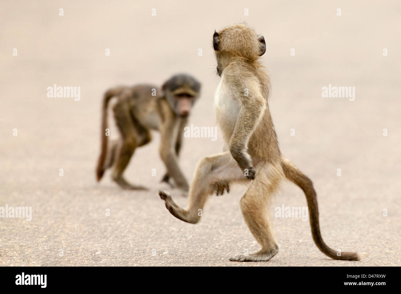 Chacma baboon or Cape baboon (Papio ursinus) children dancing and playing in the street Stock Photo
