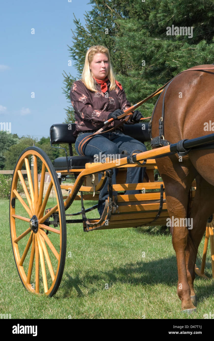Woman driving a horse drawn buggy outdoors in grassy field in summer