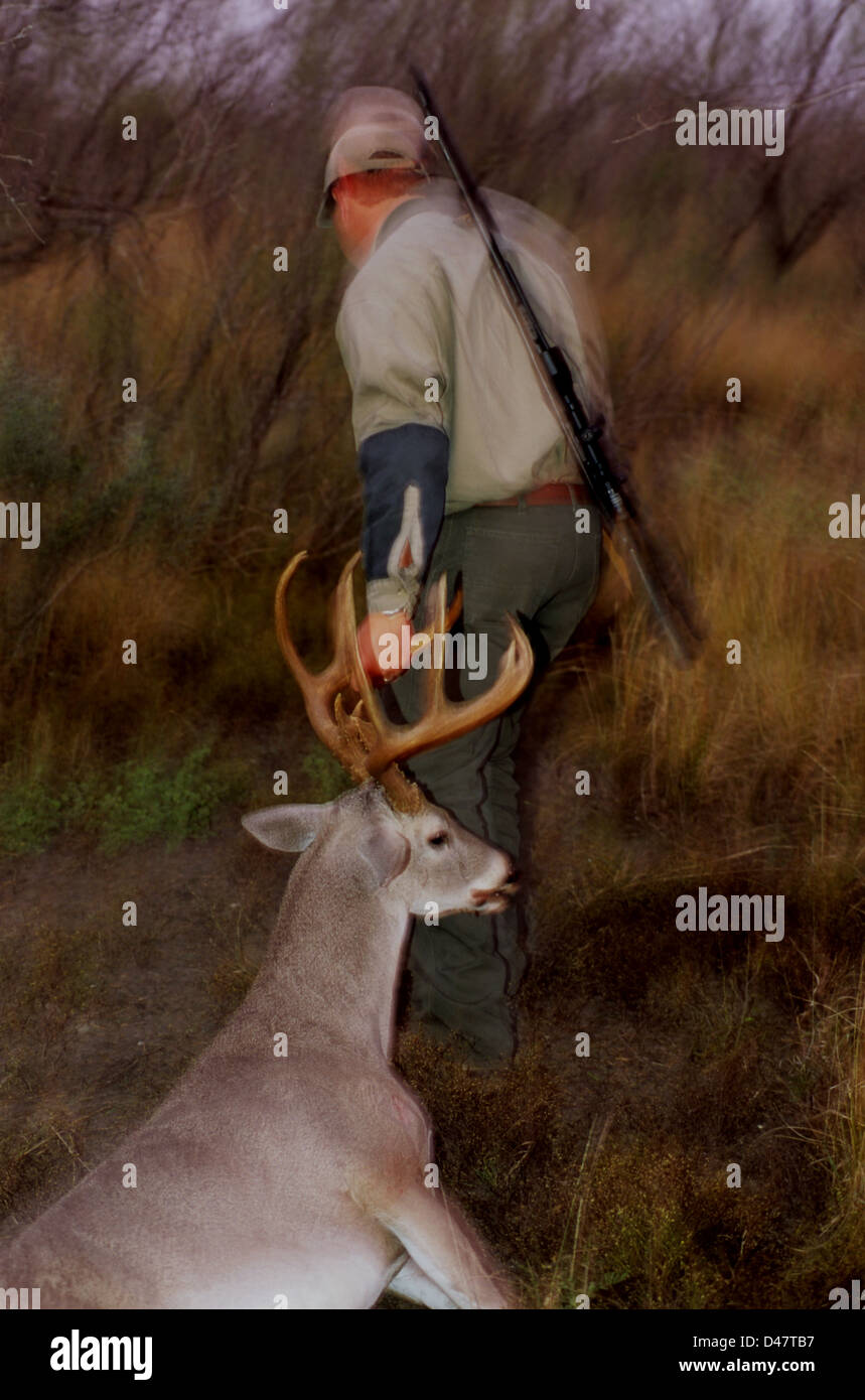 Hunter dragging a whitetail buck deer (Odocoileus virginianus Stock Photo Alamy