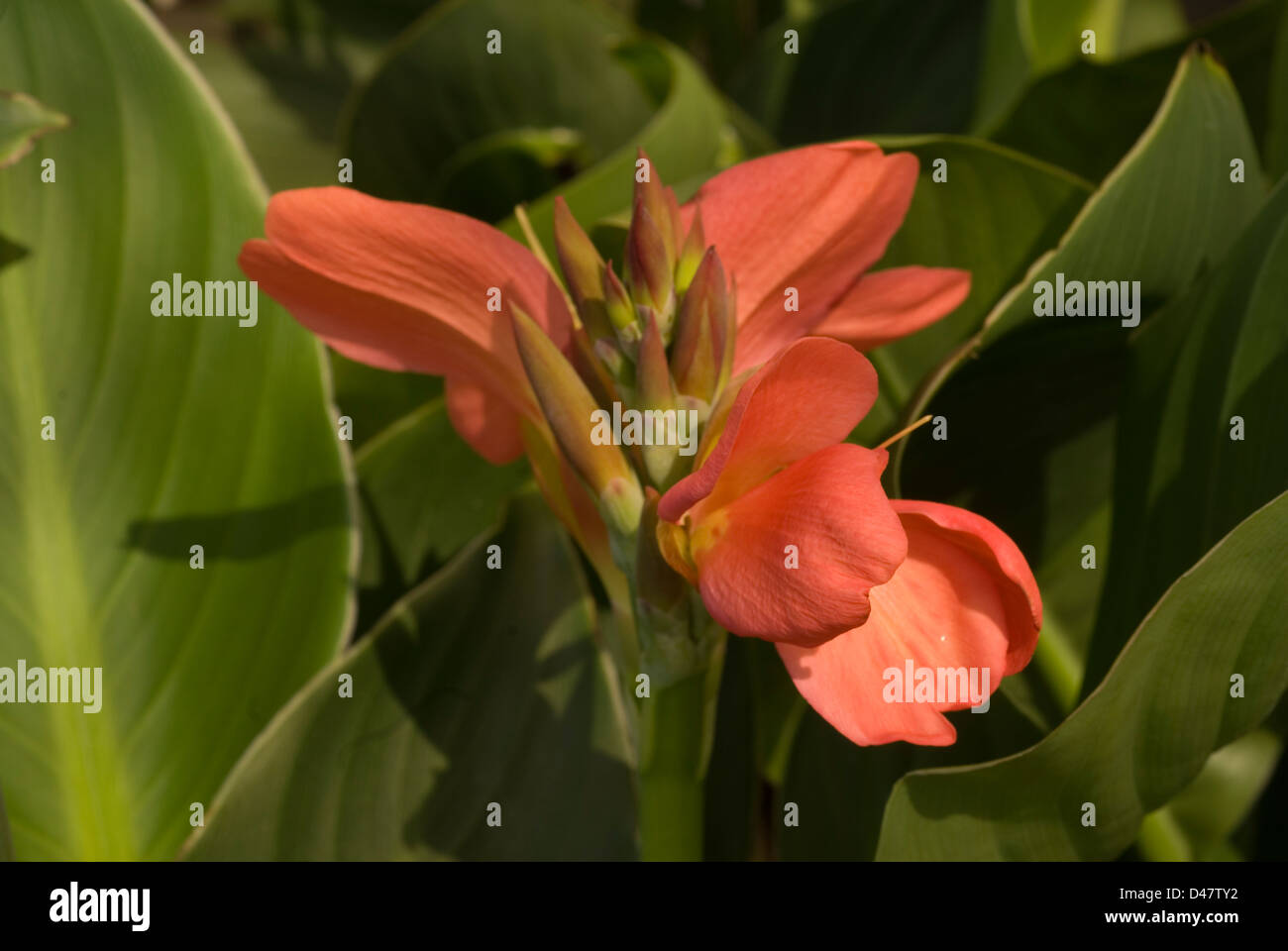 Flower, of, Canna, indica, Cannaceae Stock Photo