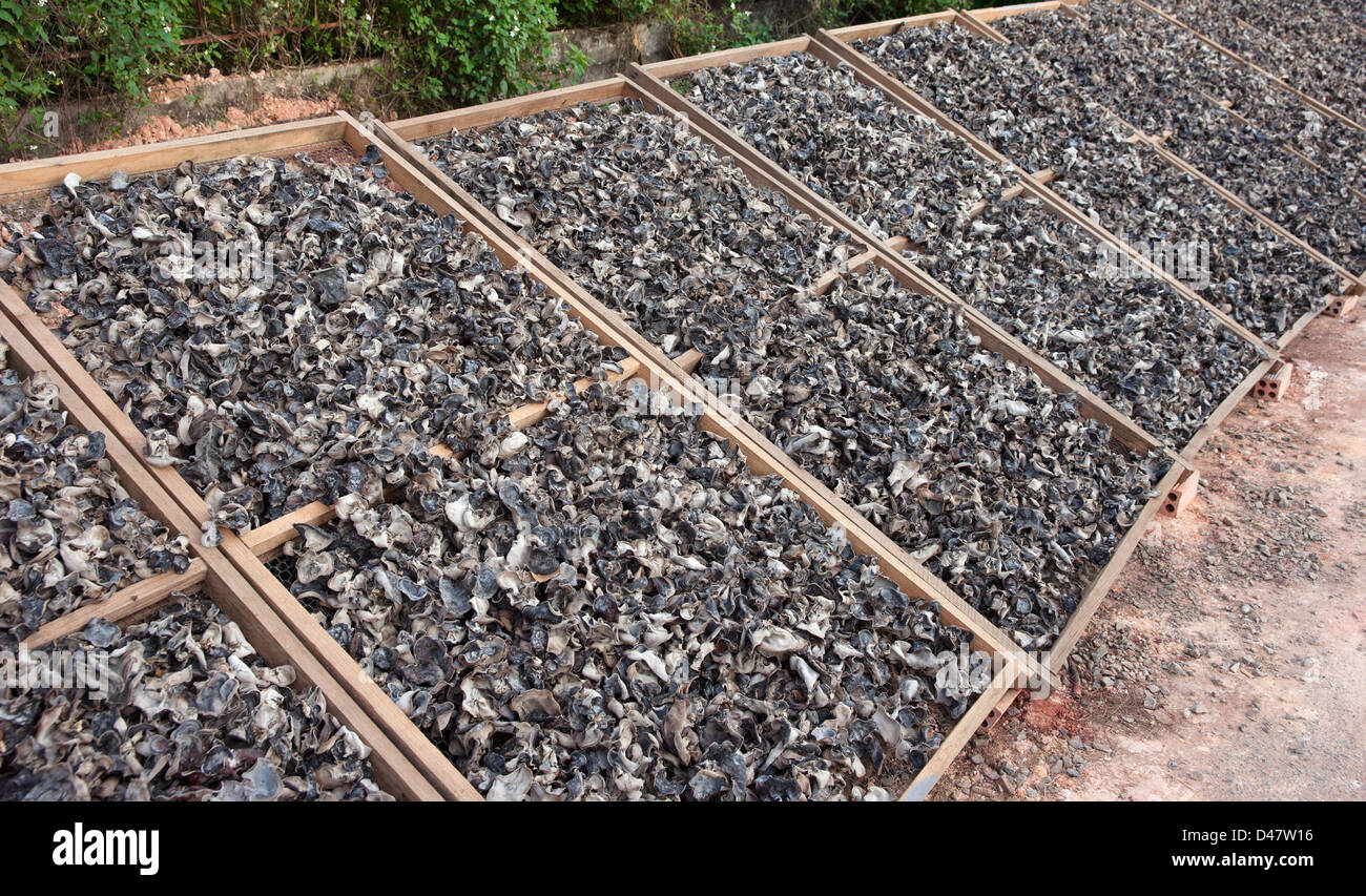 lots of mushrooms drying in the sun in vietnam Stock Photo Alamy
