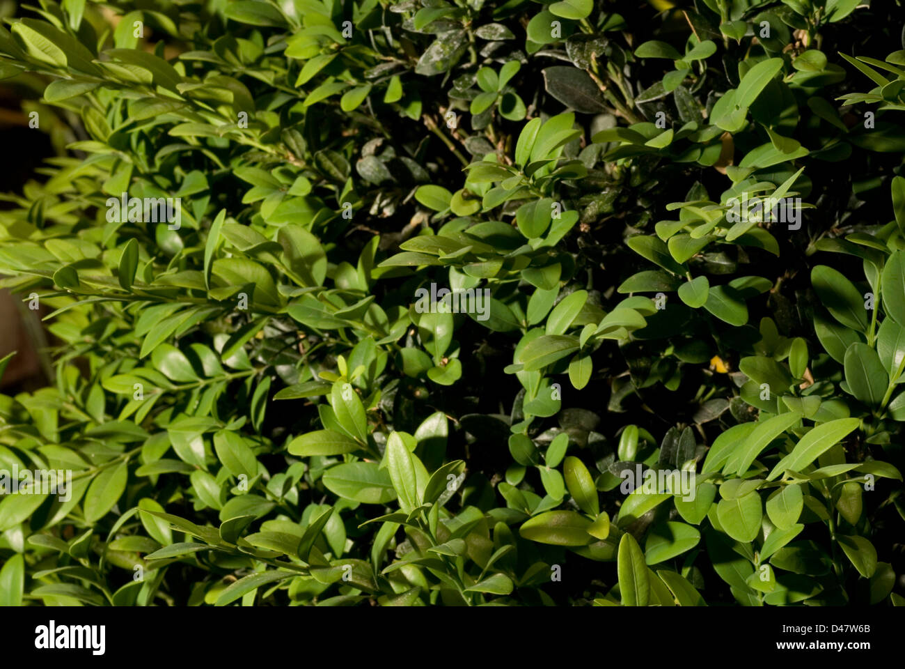 Spiral Trees Buxus sp., bosso, Buxaceae Stock Photo