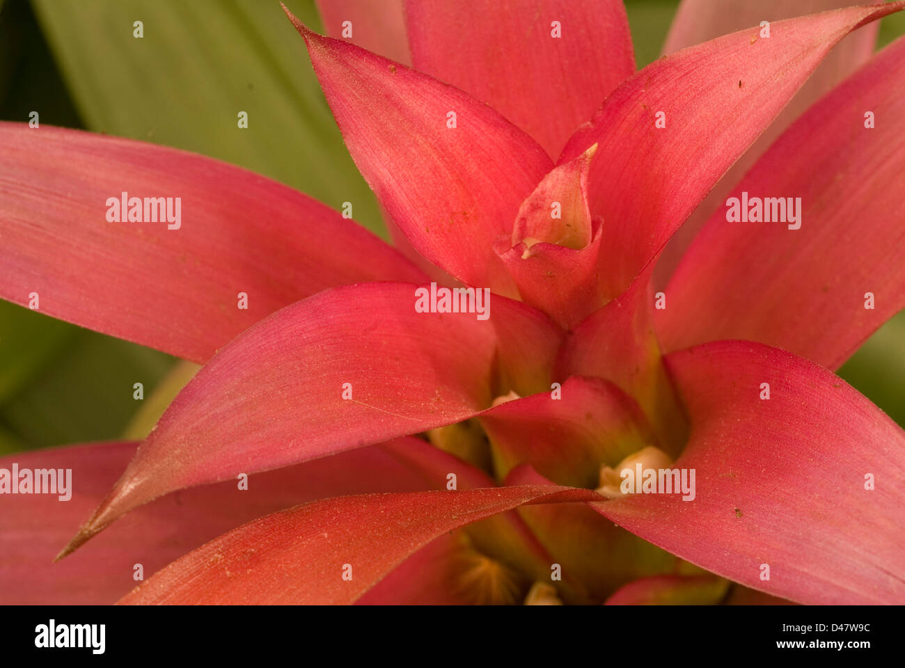Bromeliace hi-res stock photography and images - Alamy