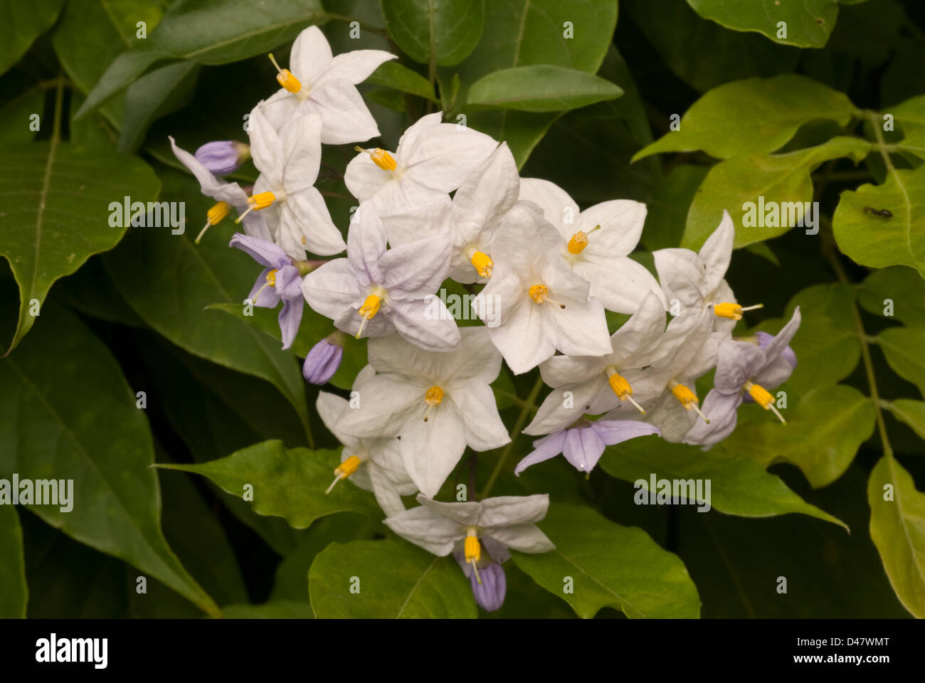 White potato vine Solanum jasminoides, gelsomino notturno, Brasile, Solanaceae Stock Photo