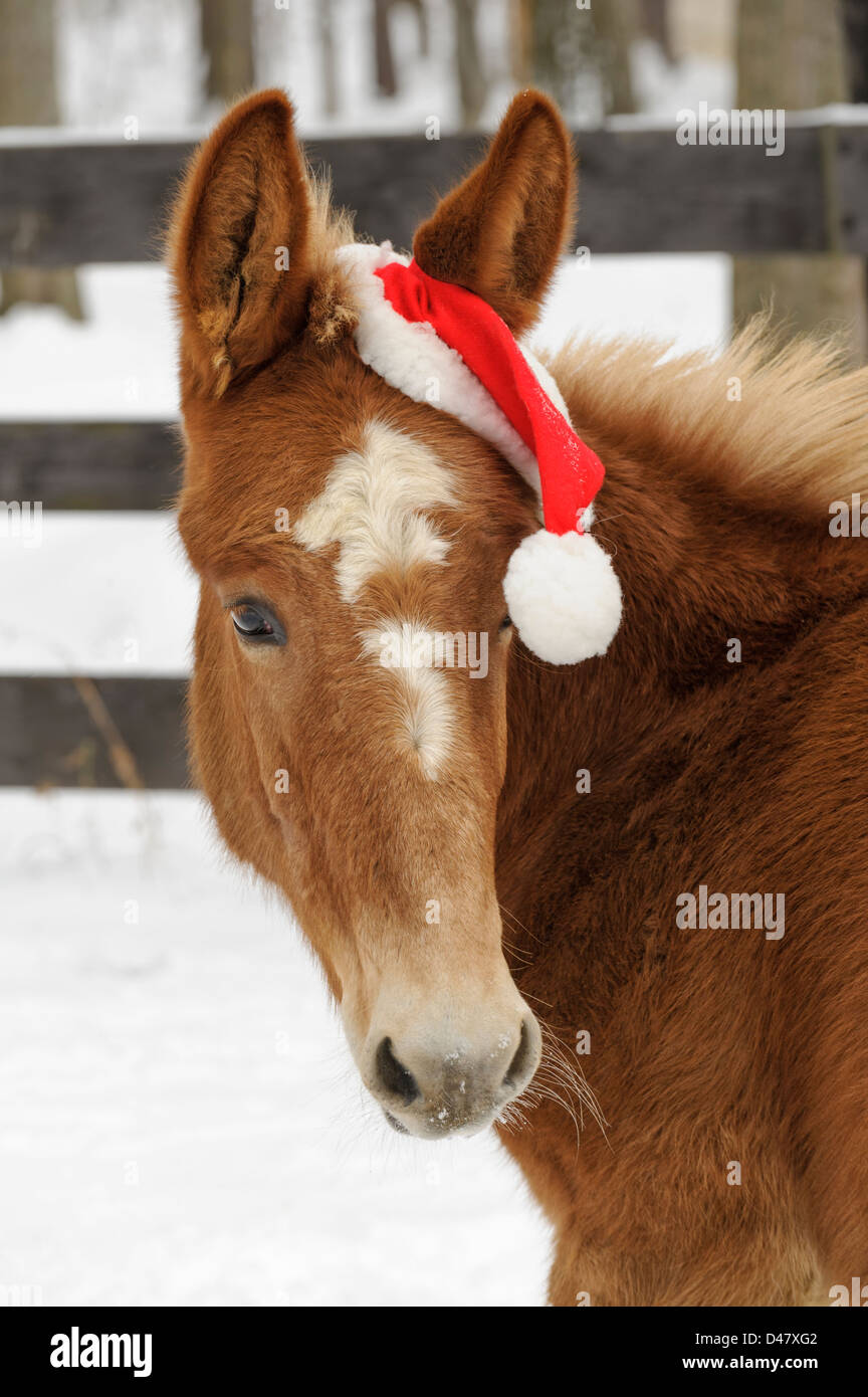 Baby mule in a Christmas santa hat, a head shot of a sweet brown mule with a white star, a front view outdoors in snow. Stock Photo