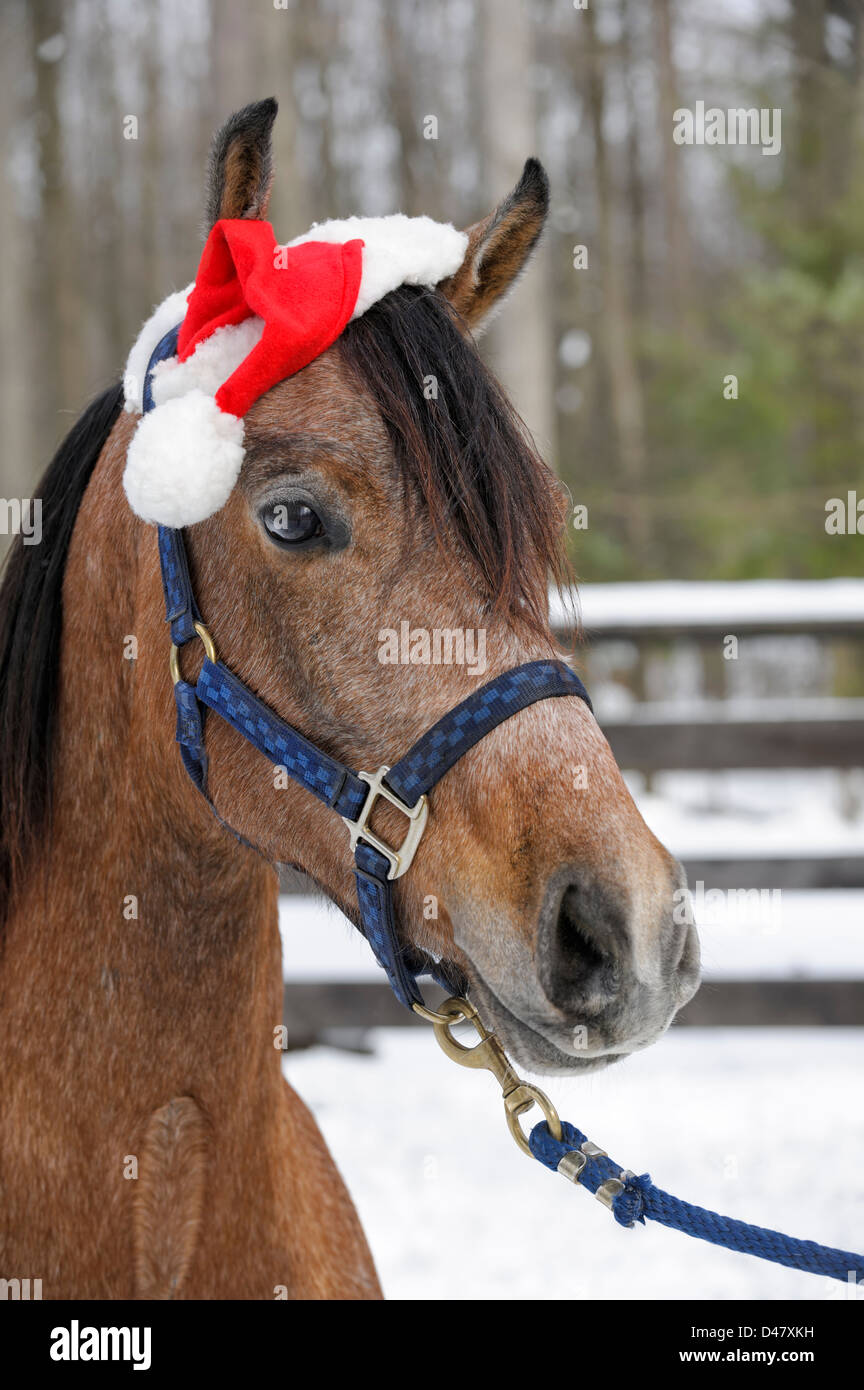 Bridled horse wearing a Santa hat for Christmas holiday, head shot