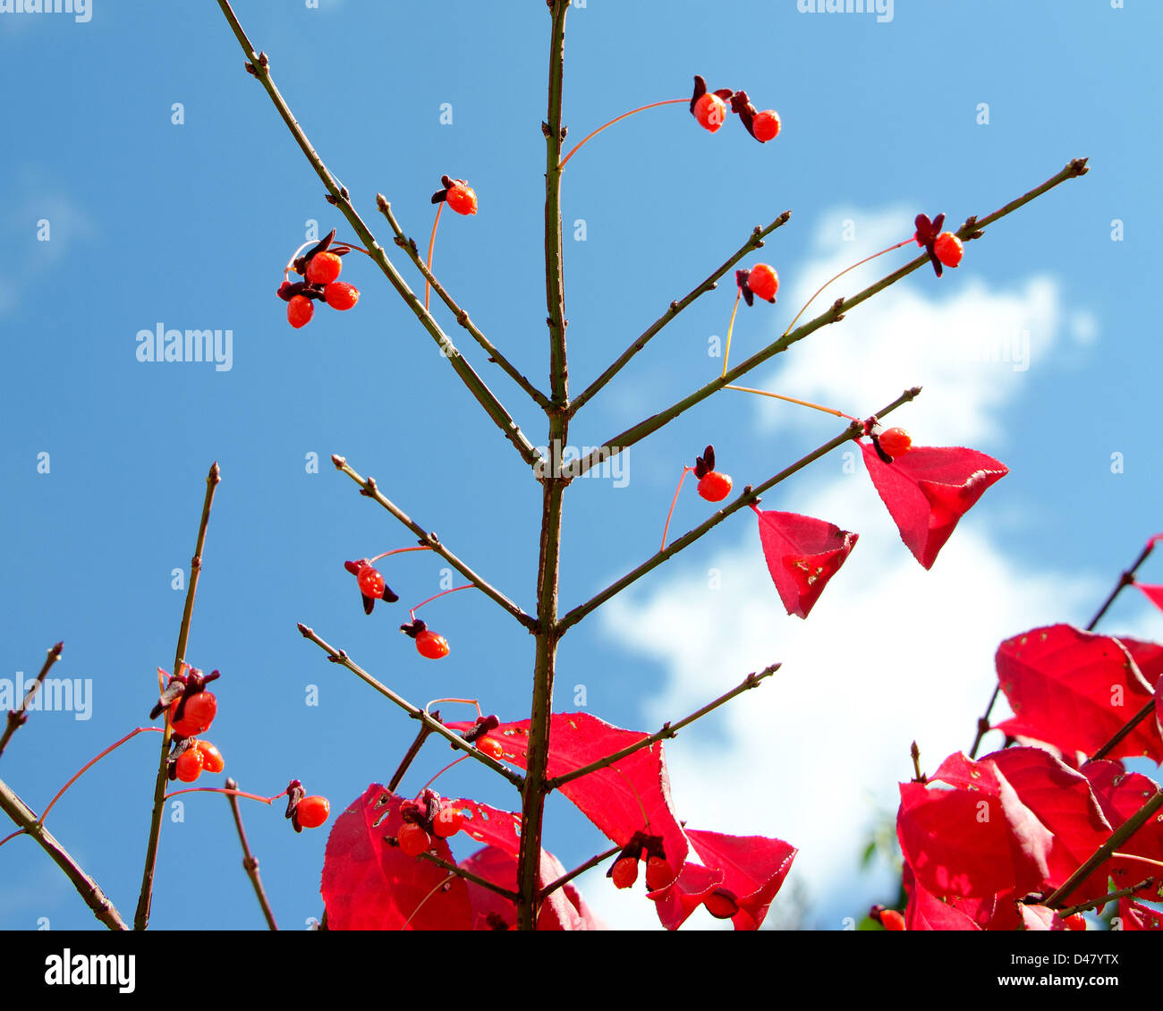 Vivid red berries and leaves of Burning Bush against a blue sky. Stock Photo