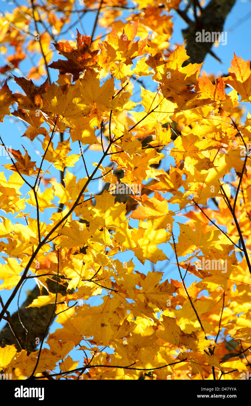 Yellow maple leaves glow against a blue sky Stock Photo - Alamy