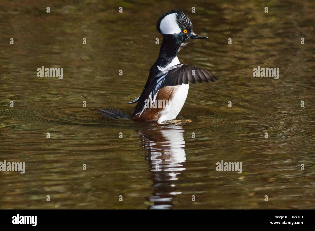 Male Hooded Merganser flapping wings and standing upright on water in a pond Stock Photo