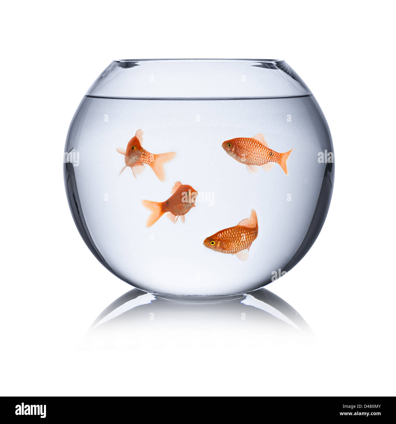 fish family in fishbowl Stock Photo