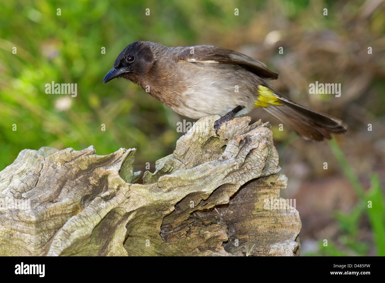 The Common or Dark-Capped Bulbul (Pycnonotus barbatus) is a ubiquitous resident breeder throughout Africa. Stock Photo