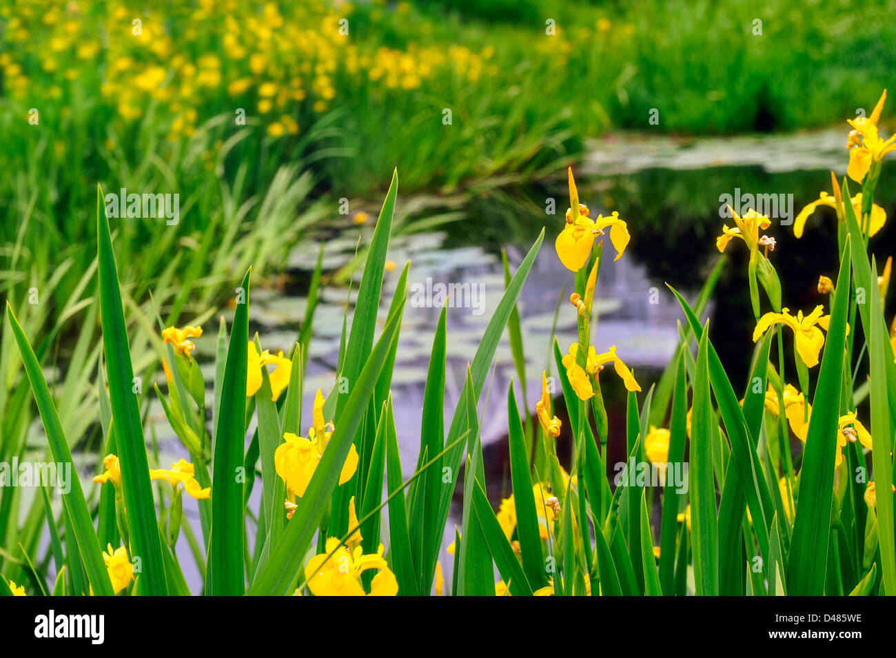 Beautiful yellow flag water irises Iris pseudacorus in bloom surround a