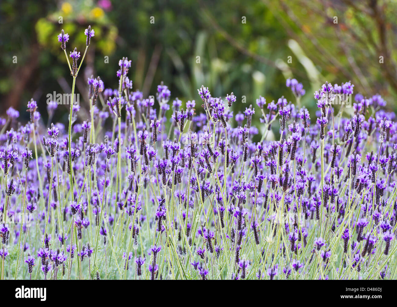 Spanish lavender Stock Photo