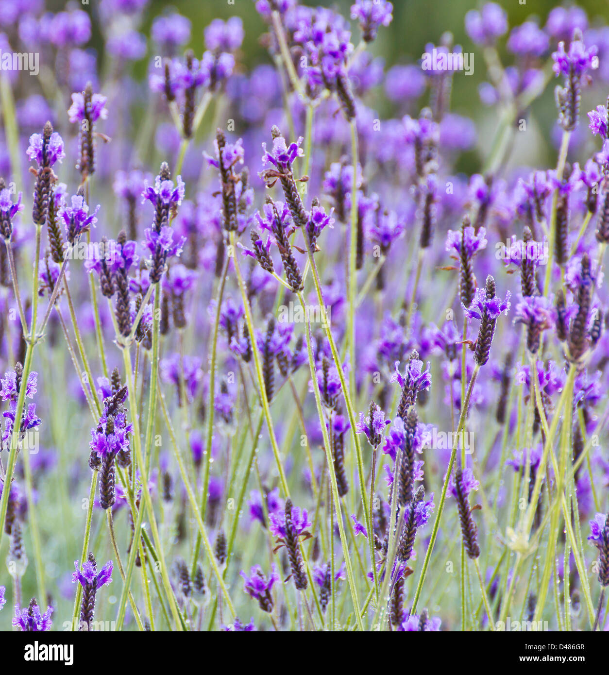 Spanish lavender Stock Photo