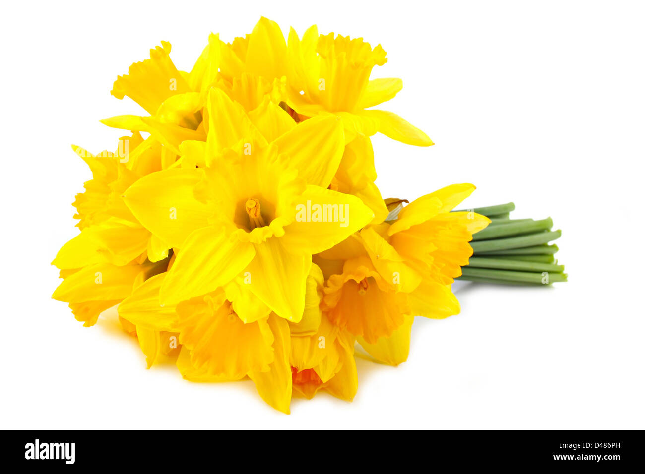 bouquet of yellow lent lily (daffodil) isolated on white background. Stock Photo