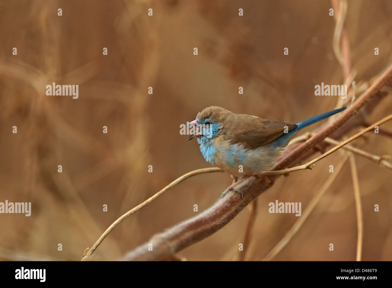 Red-cheeked Cordon-bleu (Uraeginthus bengalus) Stock Photo