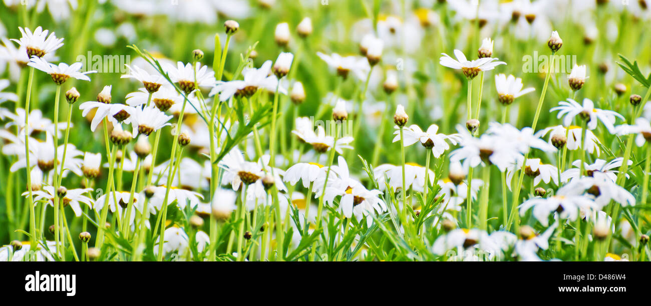 Chamomile in bloom hi-res stock photography and images - Alamy