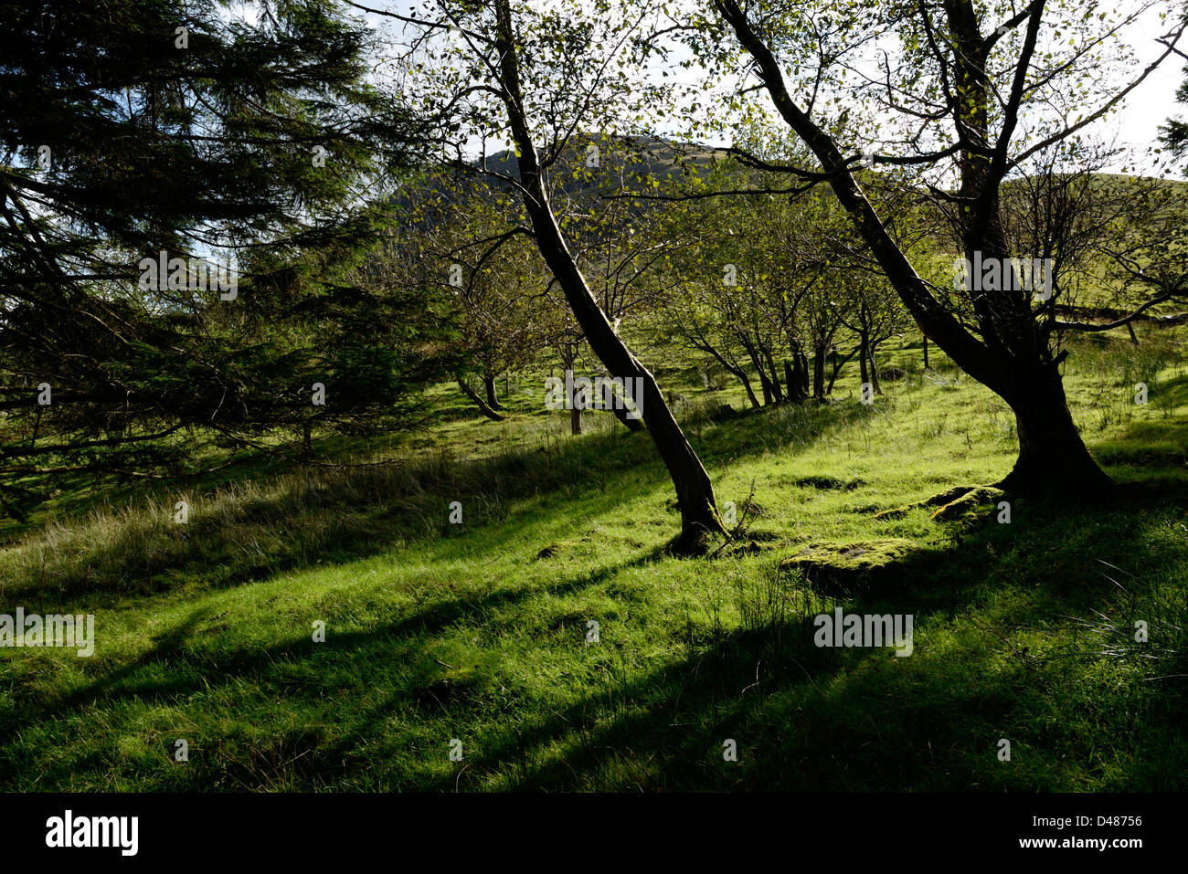 Wood hi res hi-res stock photography and images - Alamy