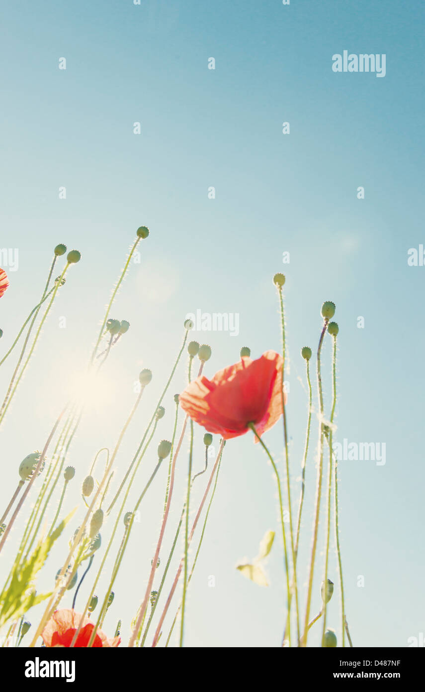 Wild red poppy flowers, sunshine and clear blue sky Stock Photo - Alamy