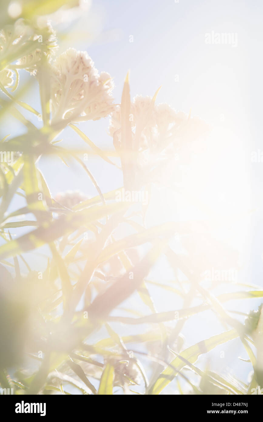 Beautiful summer scene with closeup of flowers in sunlight growing in ...