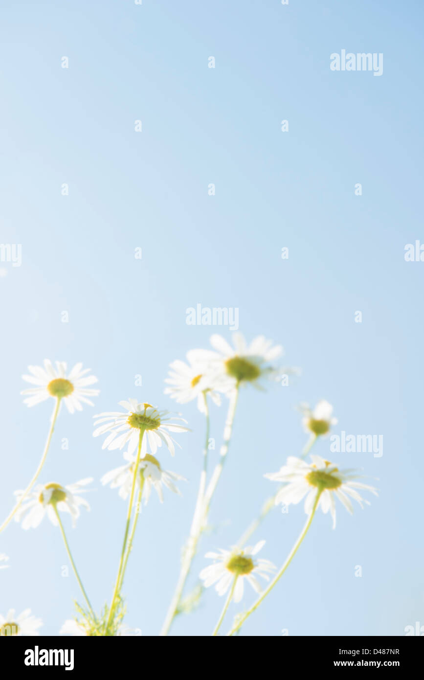 View from below of daisies and clear blue sky Stock Photo