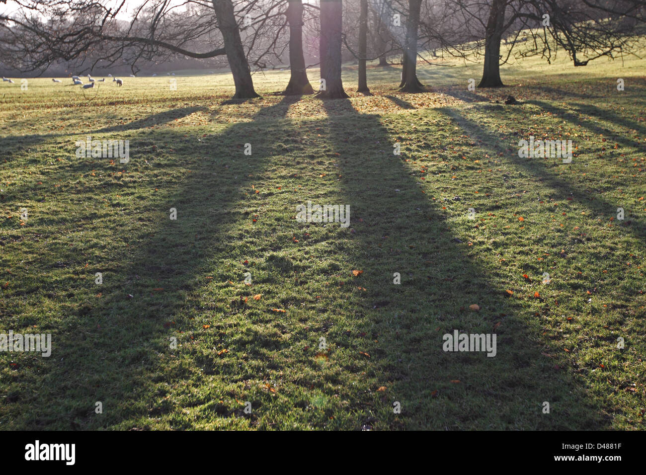 Tree silhouettes and sunlight hi-res stock photography and images - Alamy
