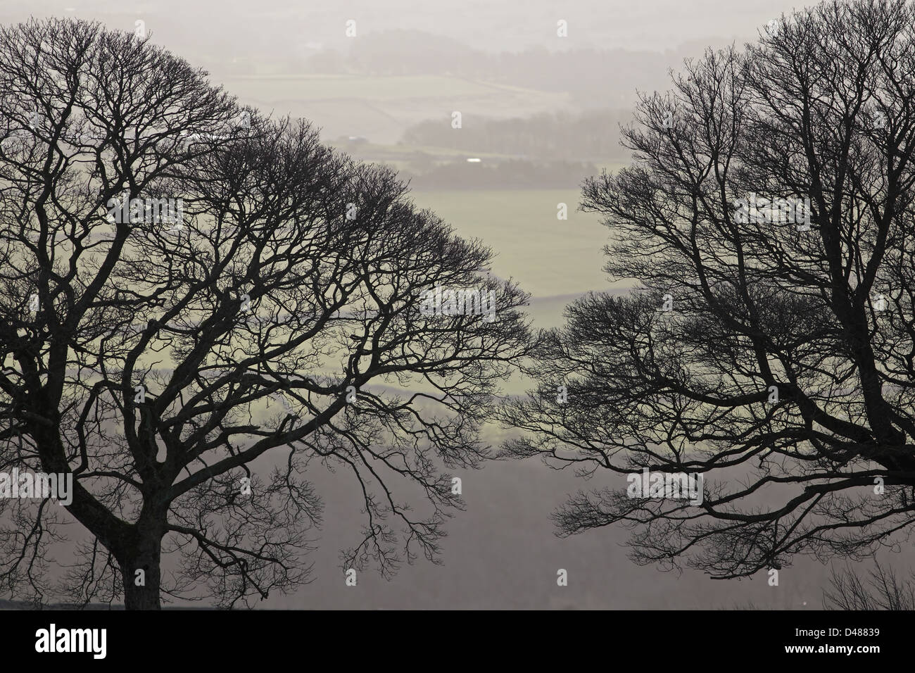 Tree silhouettes hi-res stock photography and images - Alamy