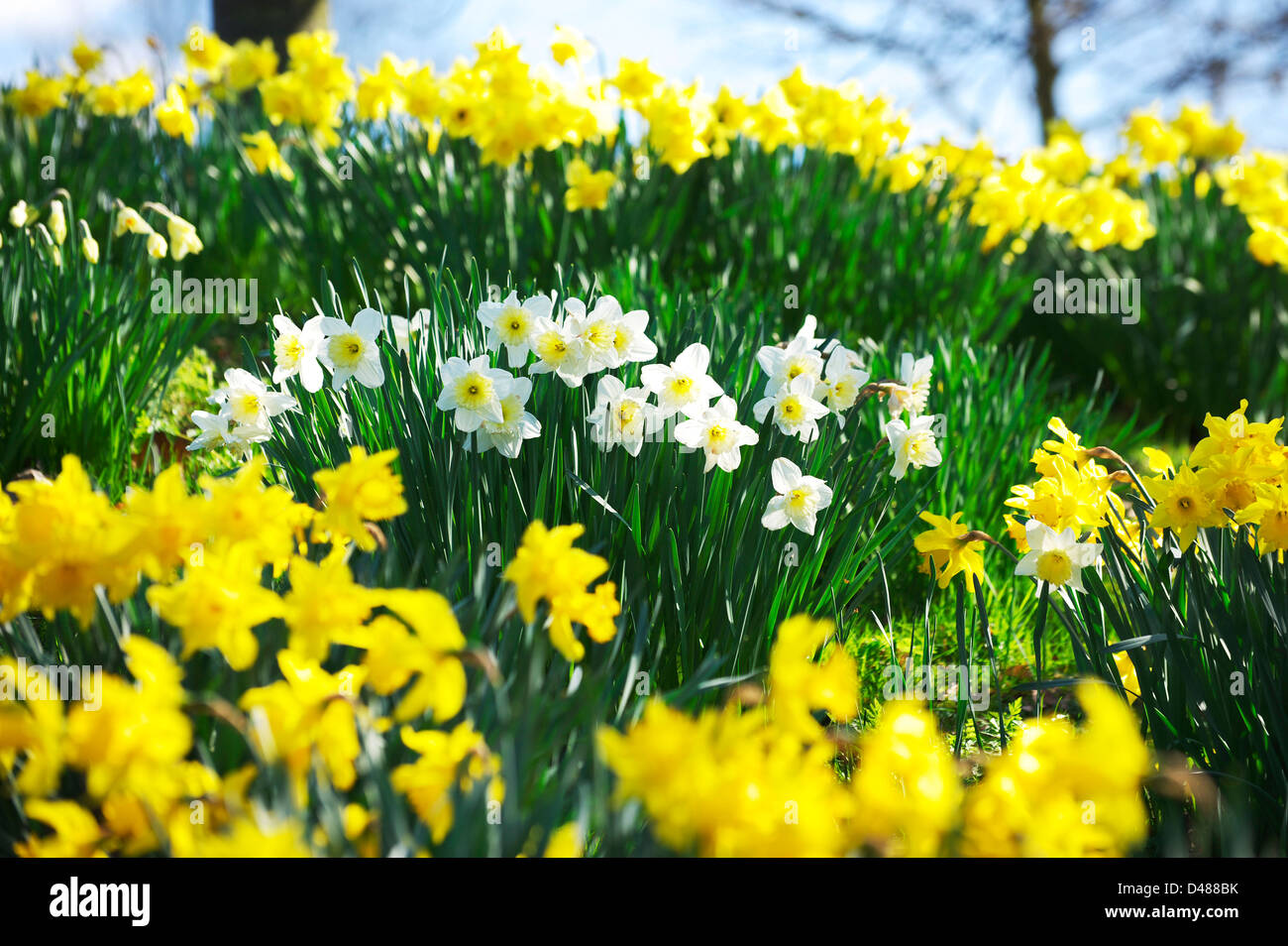 Daffodils on the banks of the Broads in Norwich Stock Photo
